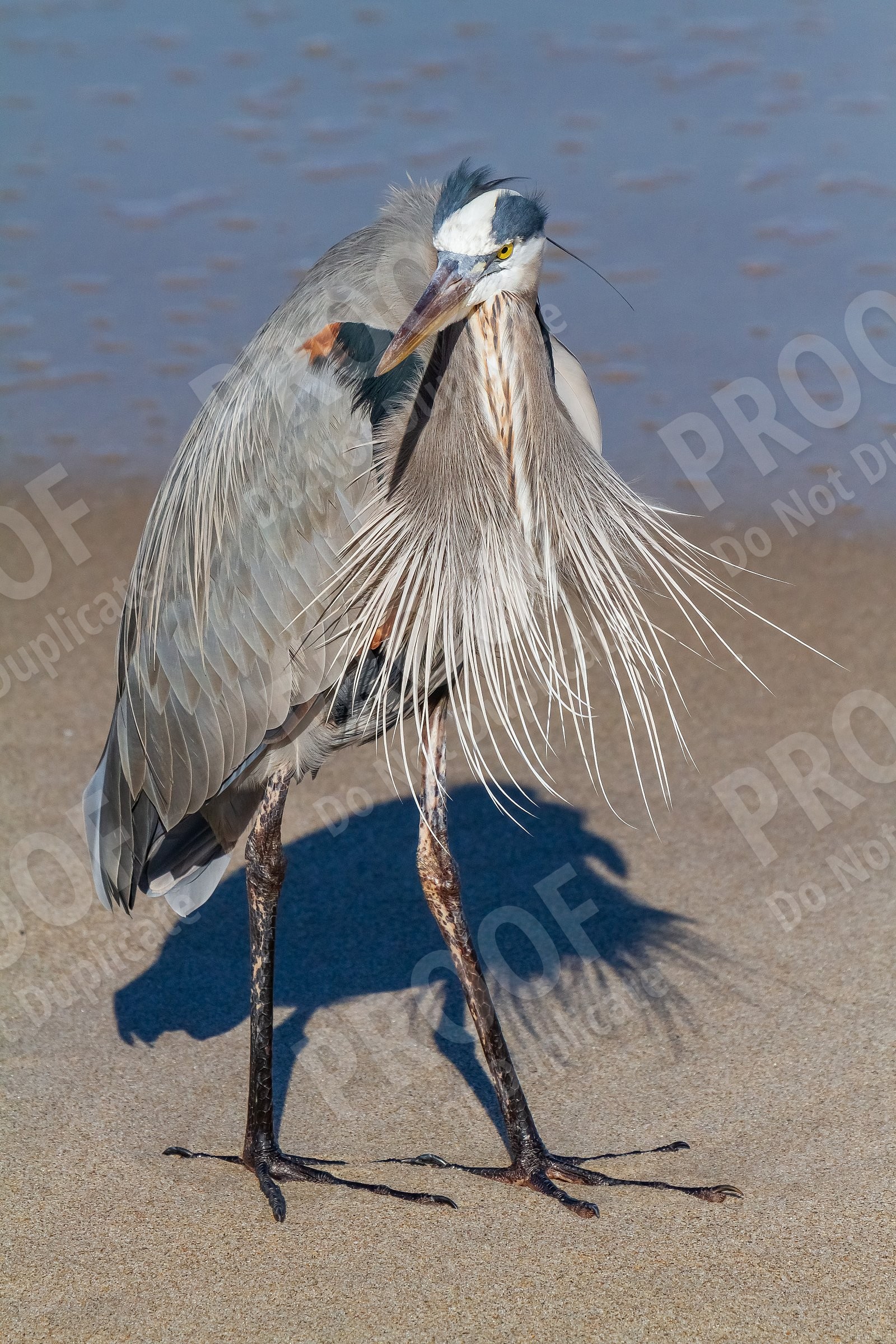 Blue Heron on the beach