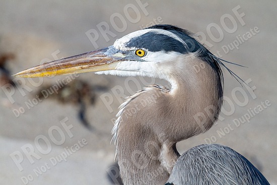 Blue Heron closeup